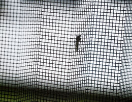 A mosquito on a screen.